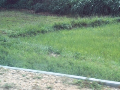 삪ς񂾂΂̓cށiځj