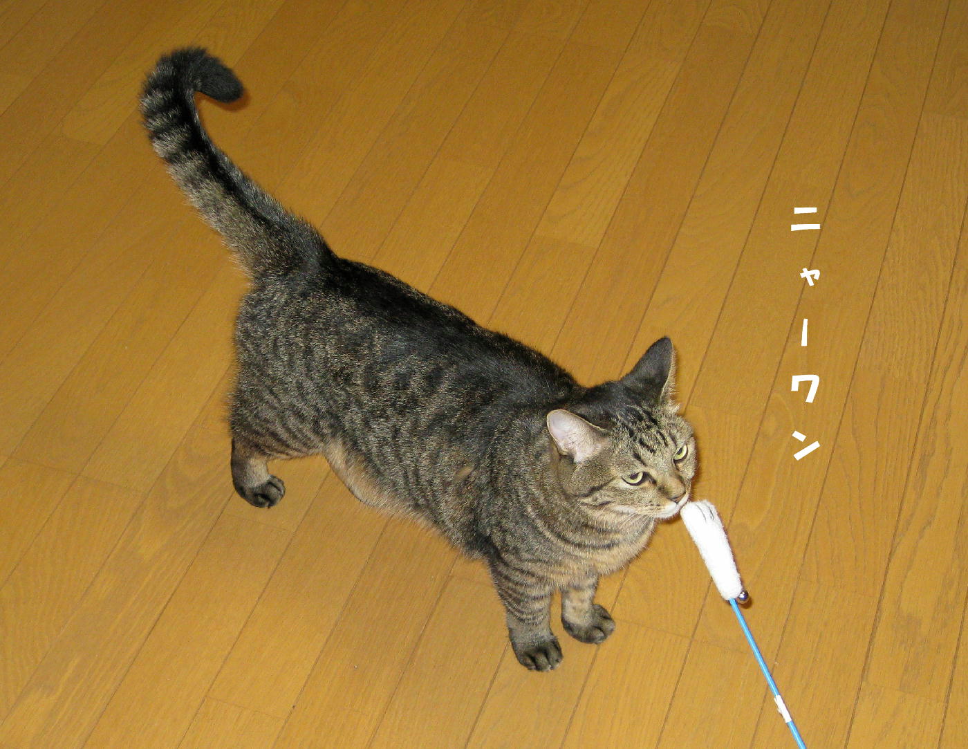 V˂̃V[~[